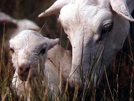 Newborn lamb